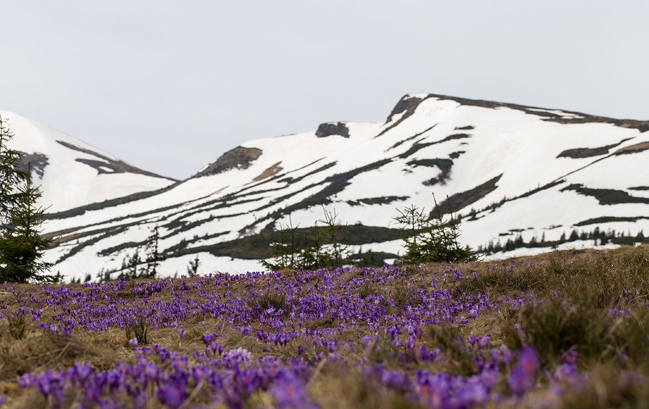 Шафрани Карпат: весняні дива доступні лише на два тижні