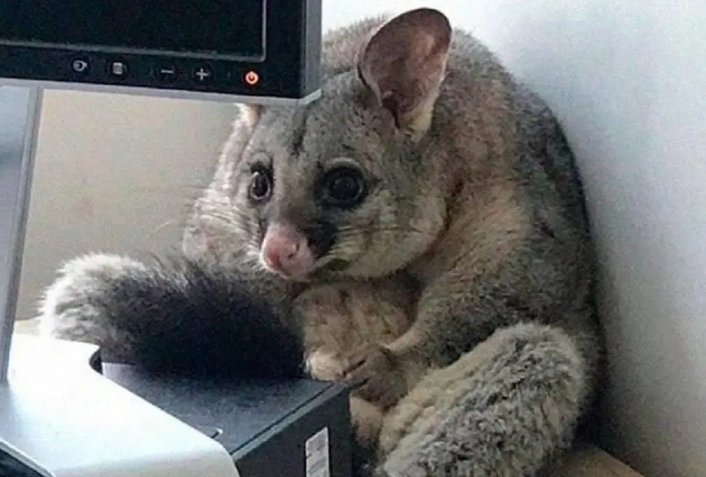 Одеський гумор як ліки від зимової хандри