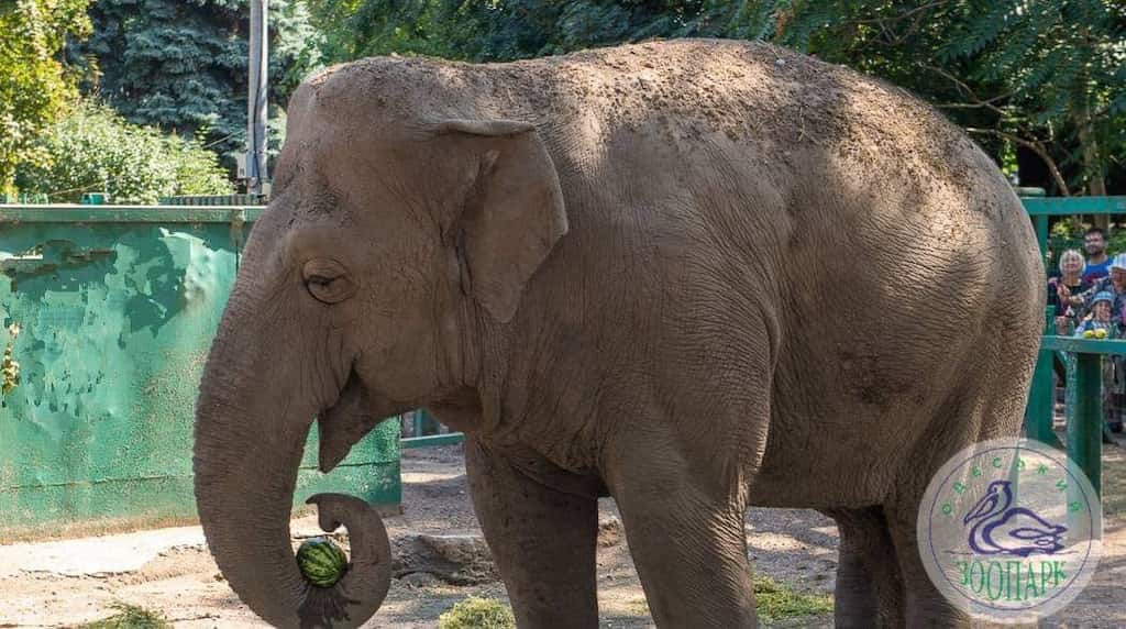 Фінансові махінації в Одеському зоопарку: підробка документів та завищення коштів