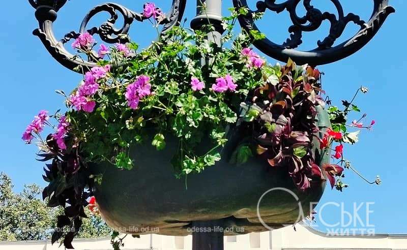 Озеленення Одеси: місто витратить на квіти і автополив майже 4 мільйони гривень