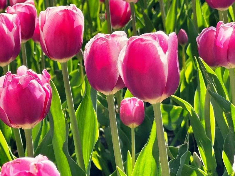 Весна набирає обертів: 9 березня в Одесі без опадів