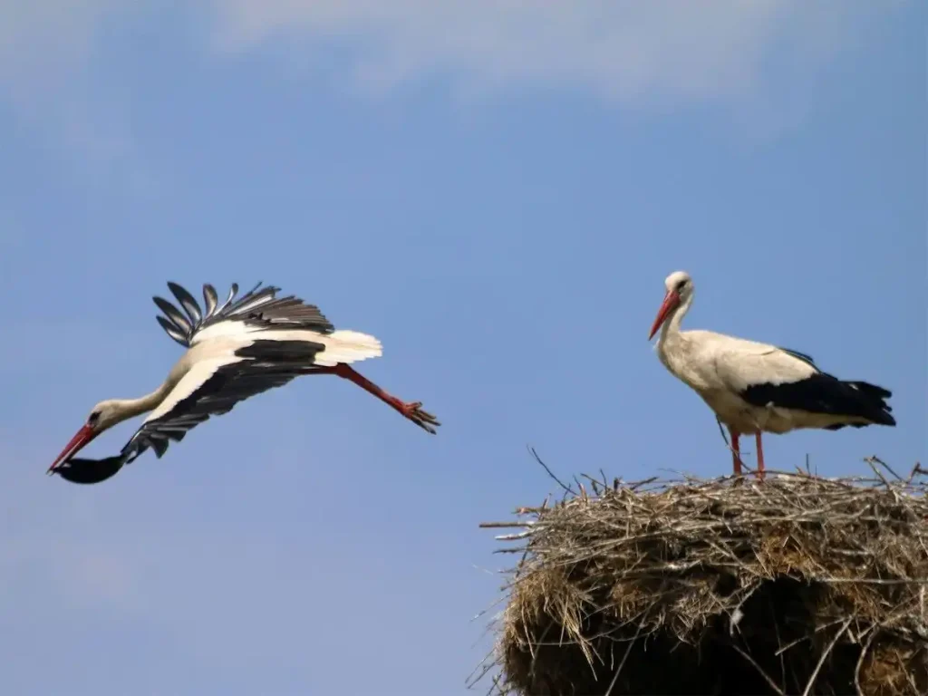 В Одеській області запроваджується "сезон тиші" з 1 квітня