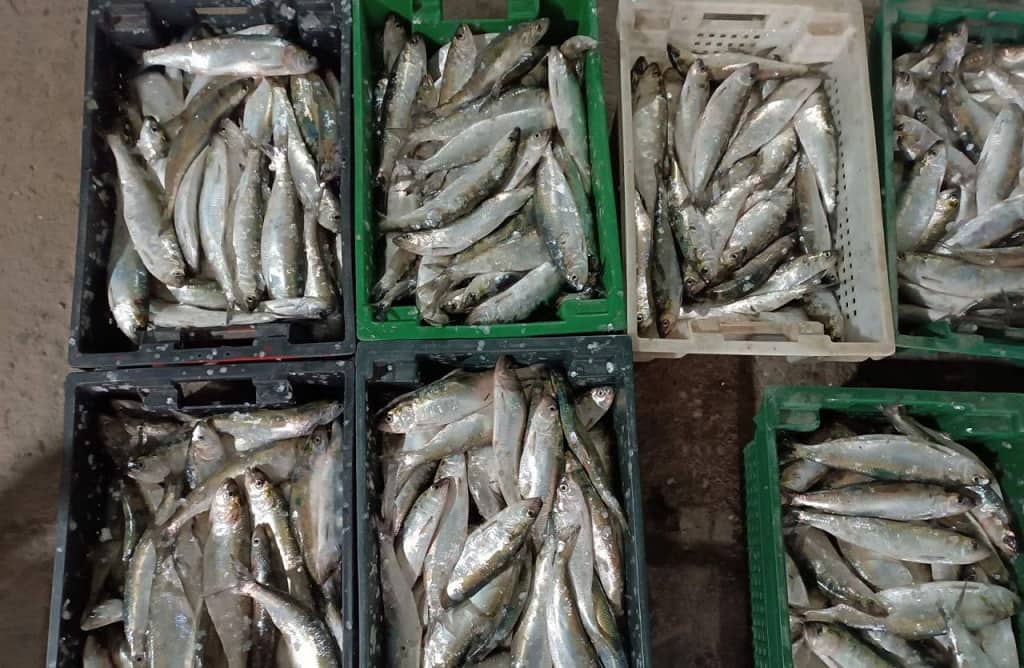 Сезон дунайського оселедця розпочався на Одещині: особливості та проблеми рибалок