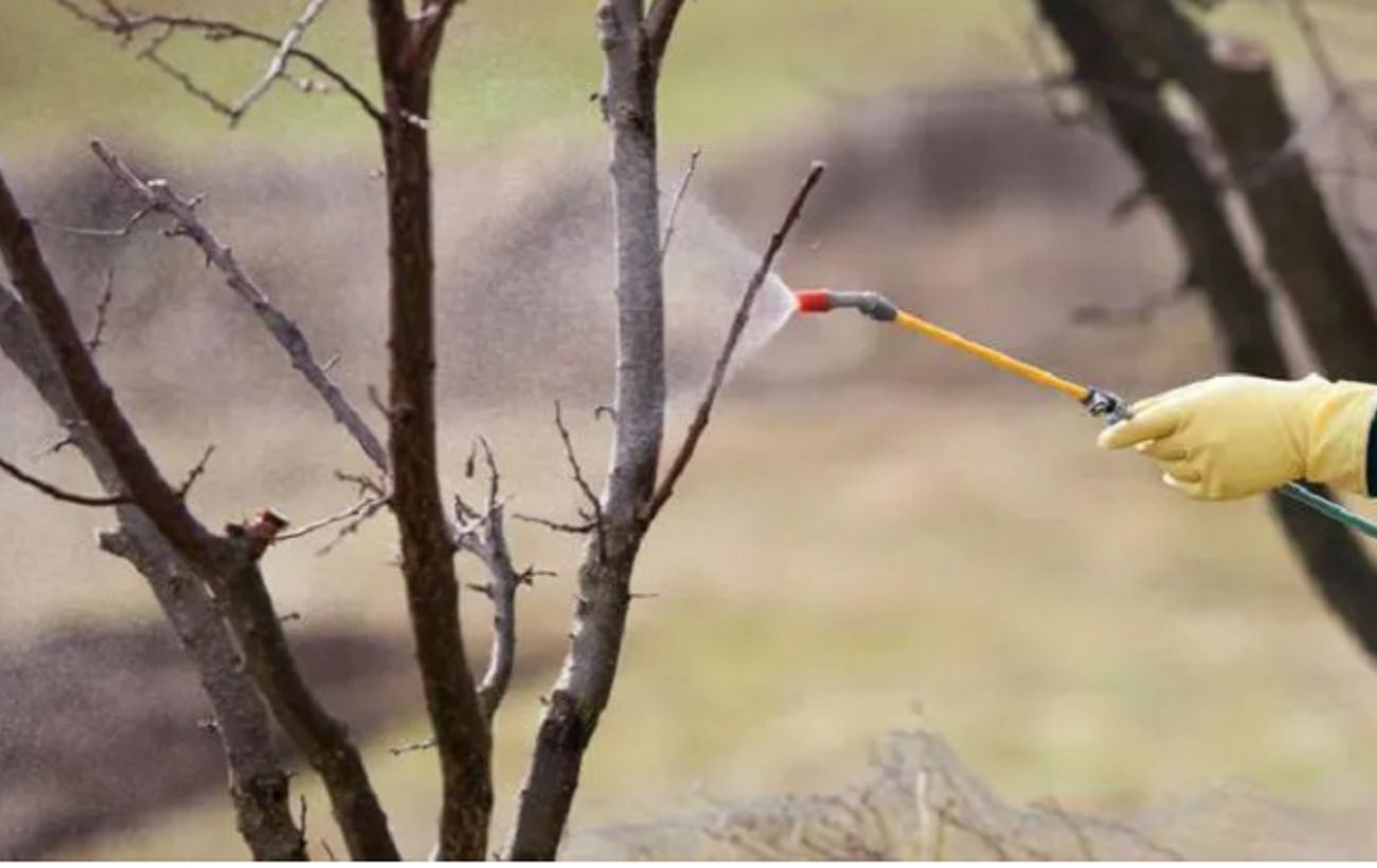 Навесні не поспішайте прибирати сад: поради експертів