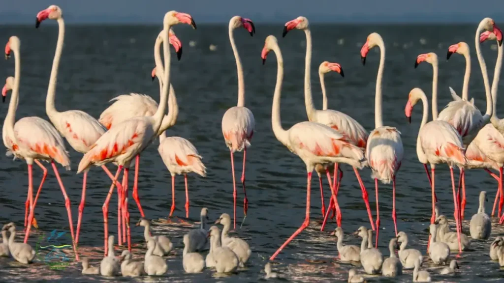 Рожеві фламінго знову з'явилися на Тузлівських лиманах