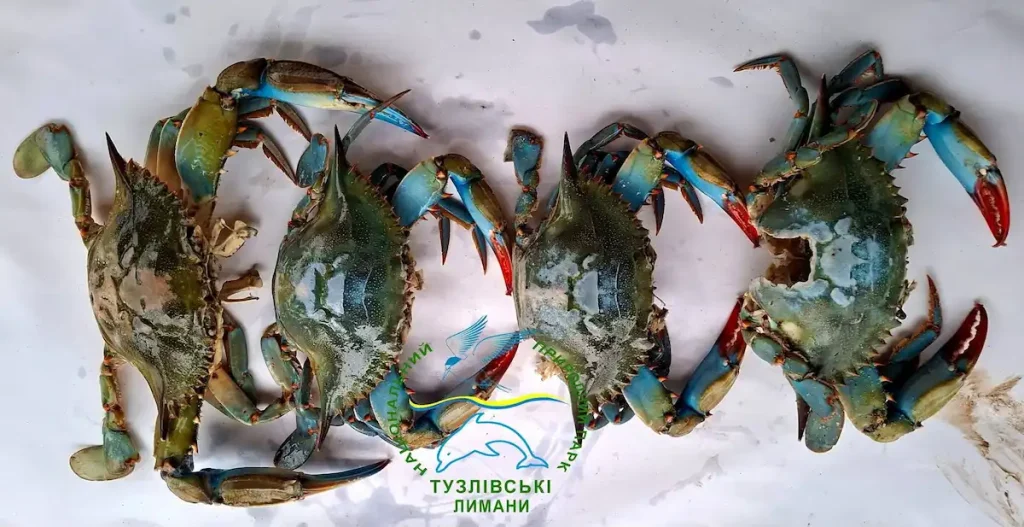 Американські краби захоплюють узбережжя Одещини