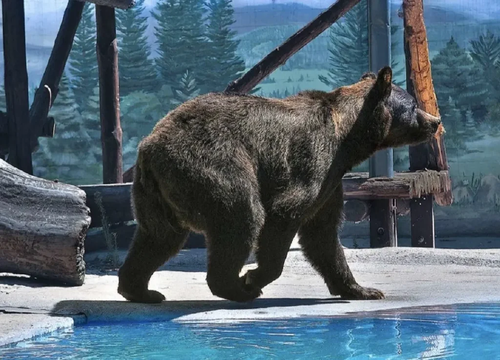 Одеський зоопарк втратив ведмедя Бумера: реакція директора на звинувачення