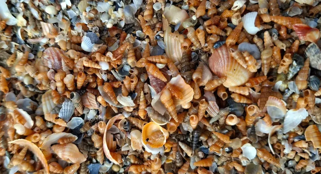 Шторм на Одещині викинув на берег тисячі молюсків