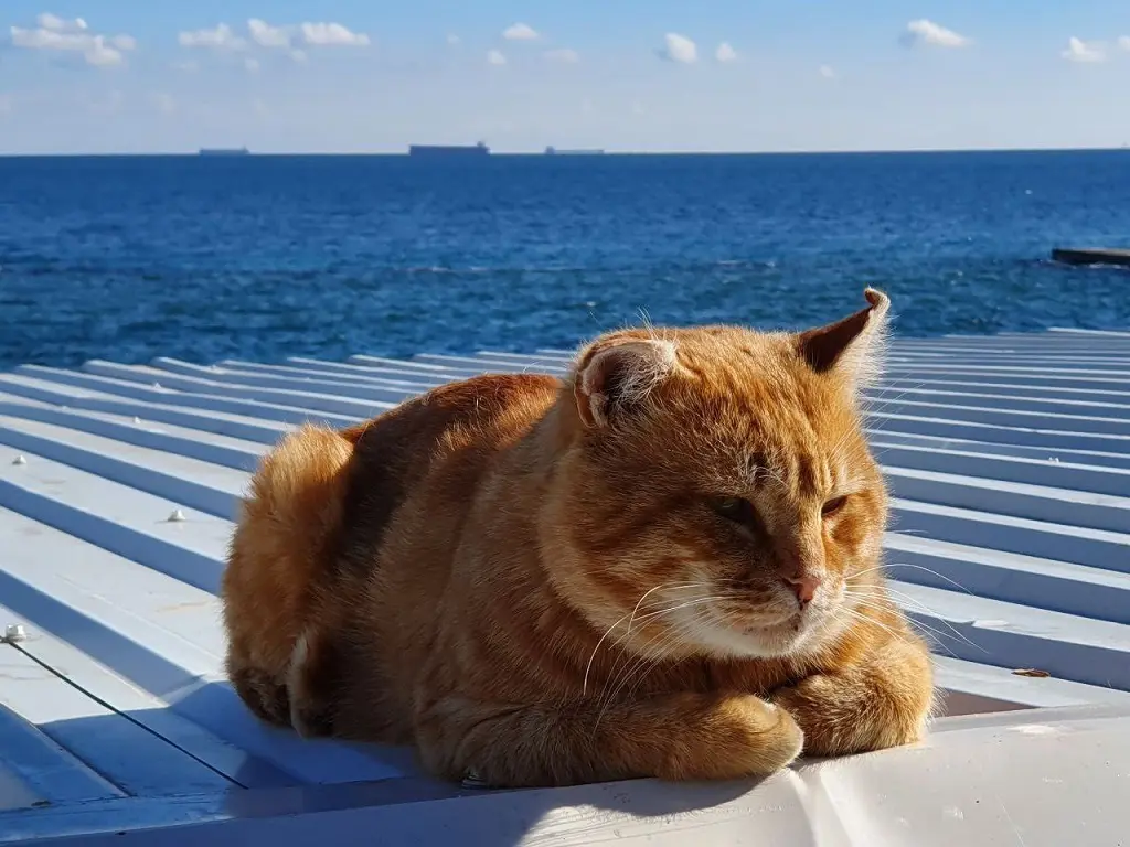 Погода в Одесі: перші дні весни без опадів і з легким туманом