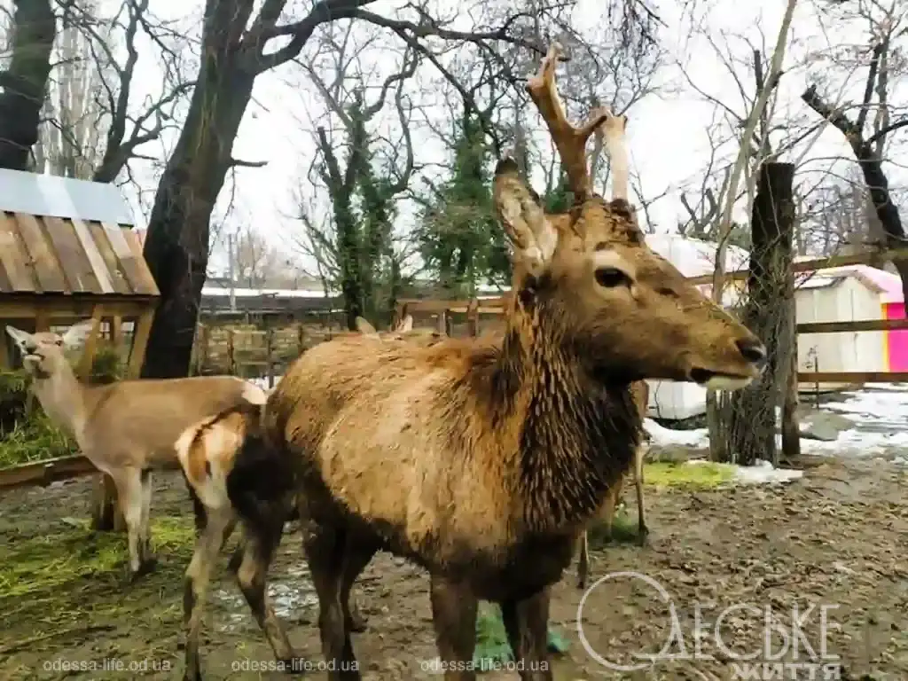 Одеському зоопарку загрожує закриття через проблеми з вольєрами
