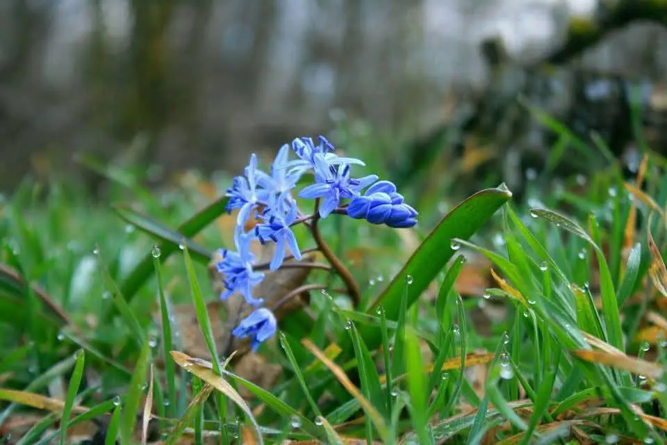 Екологи закликають одеситів зберегти першоцвіти