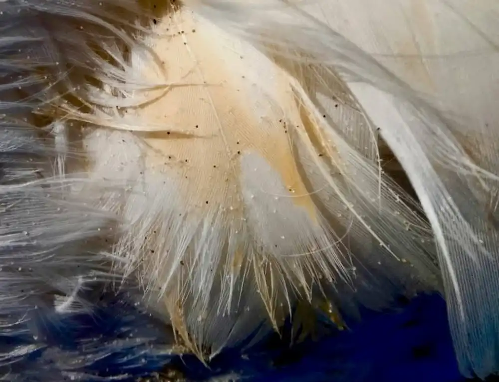 Трагедія з лебедями в нацпарку через забруднення олією