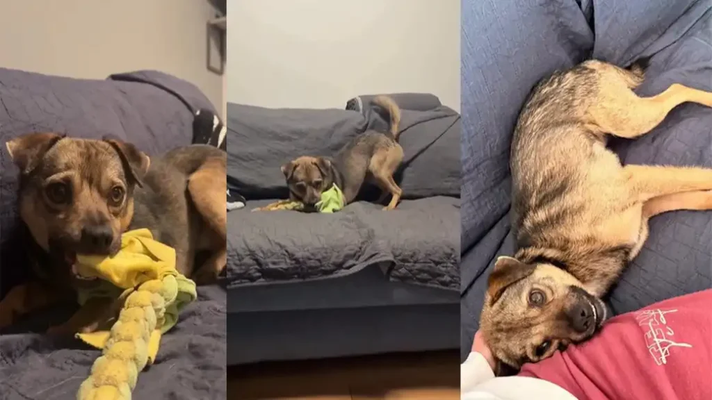 Порятунок і новий дім: собаки з-під Ізмаїла знайшли родини