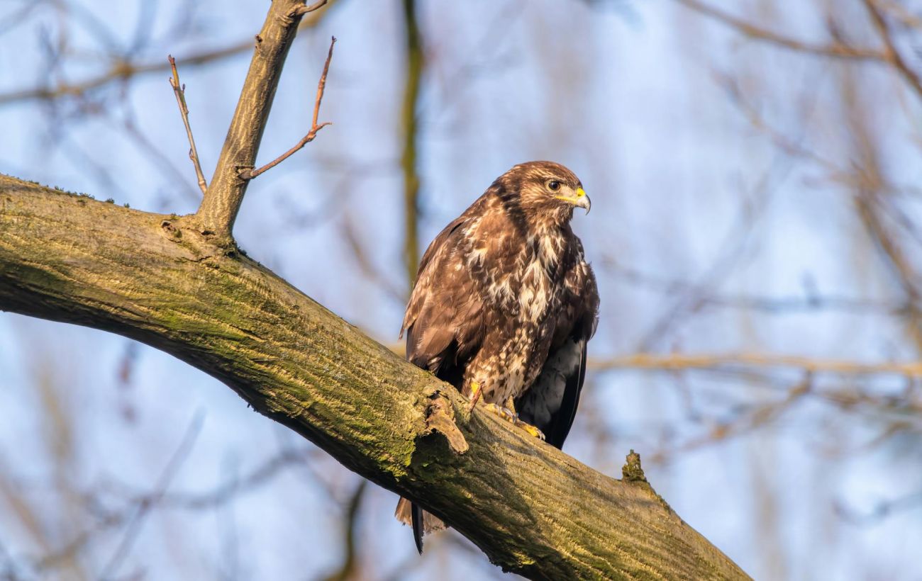 Зимові морози в Україні призвели до масових втрат серед птахів