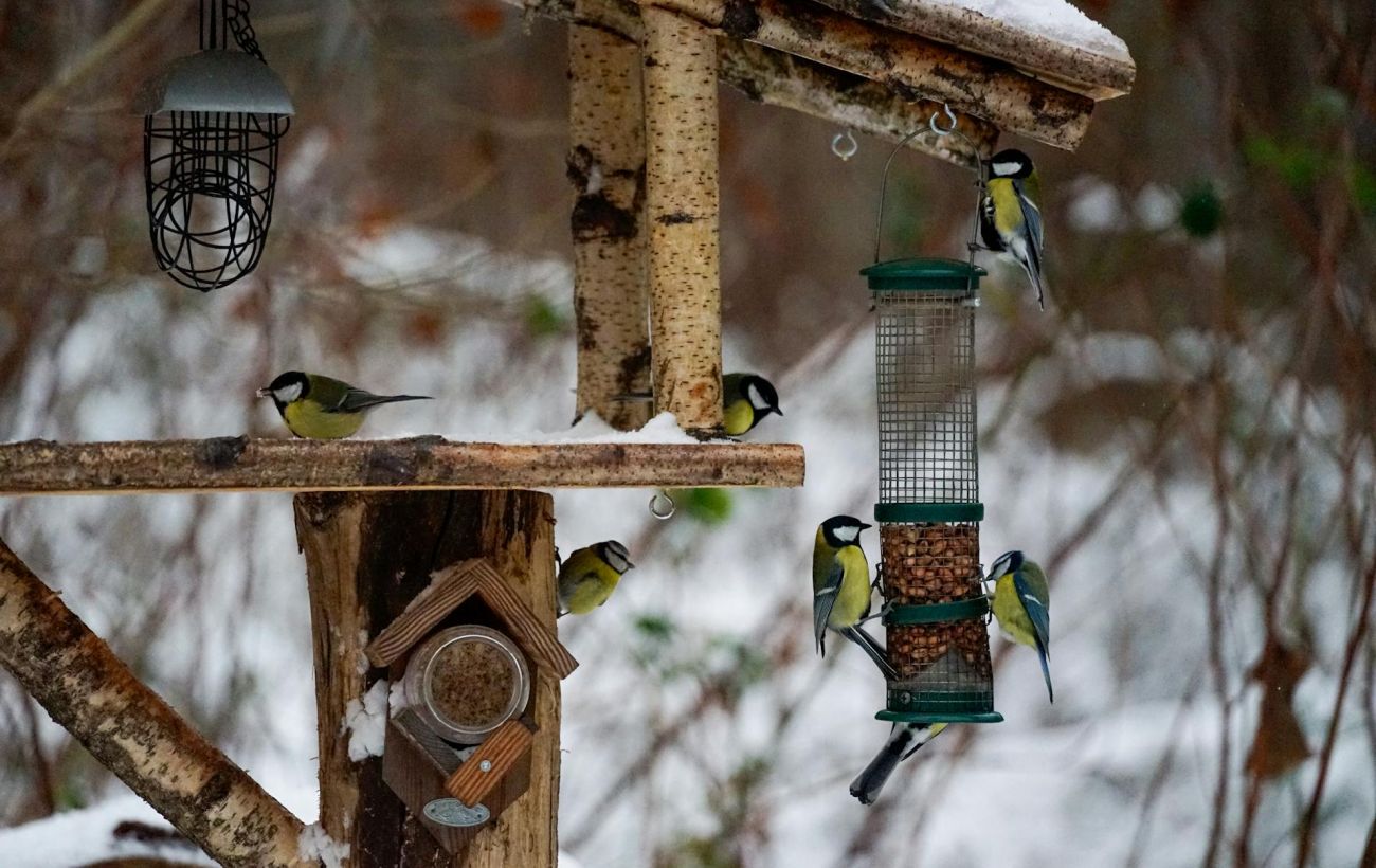 Правильне підгодовування птахів у зимовий період