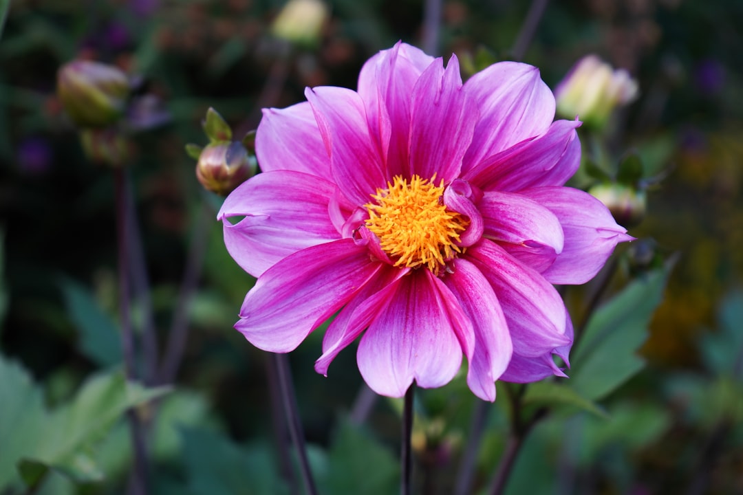 В Одесі відзначили 212-ту річницю Тараса Шевченка