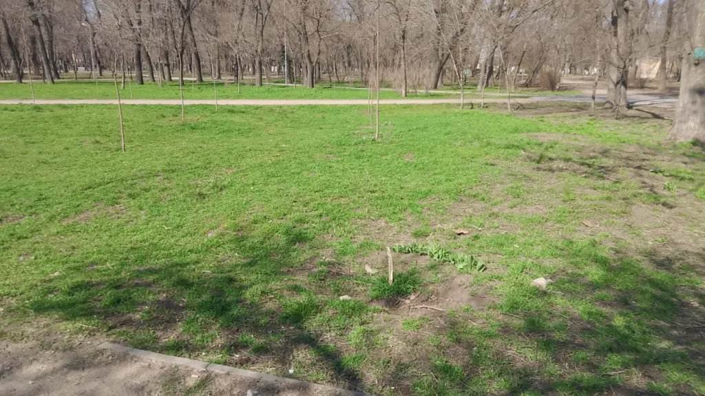 Вандали знищили зелені насадження в Преображенському парку Одеси