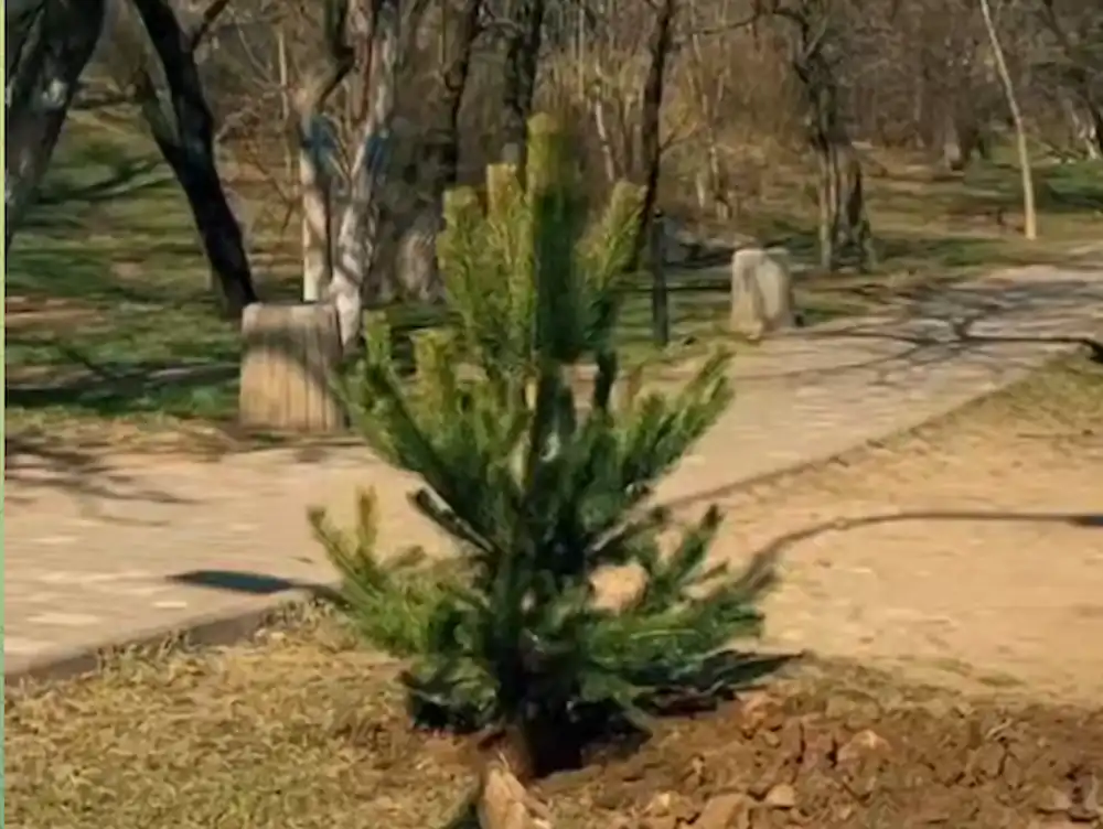 На Трасі здоров’я в Одесі висадили 1000 сосен