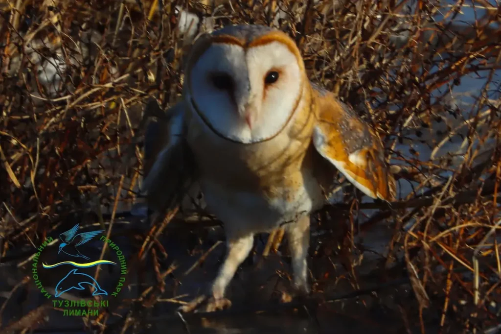 Рідкісна сова-сипуха повернулася в природу Одещини