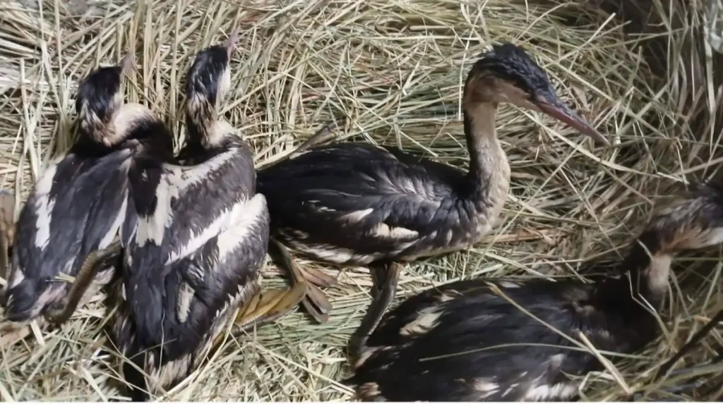 Екологічна боротьба: врятування птахів після забруднення в Одесі
