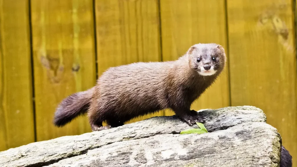 Рідкісна норка повертається на Одещину: сліди знайдено в нацпарку