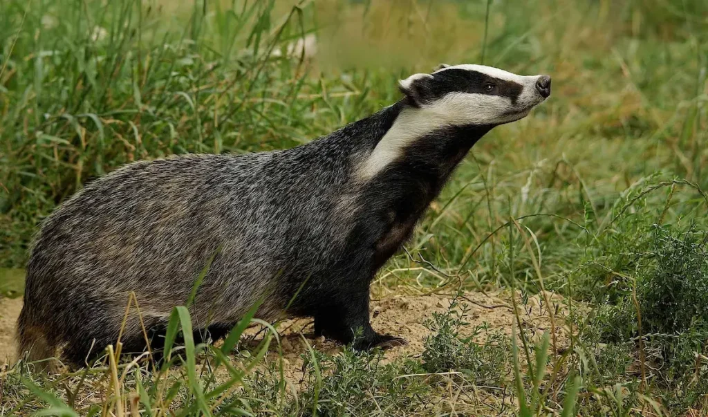 Борсук знайдений в Ізмаїлі повертається до природи