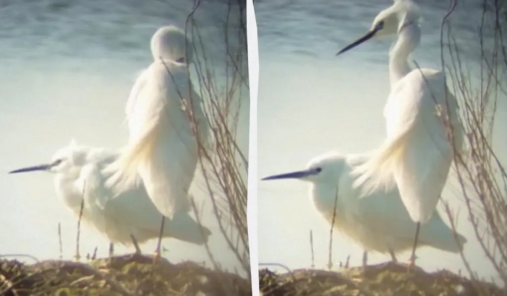 Червонокнижні чаплі повернулися до нацпарку «Тузлівські лимани»