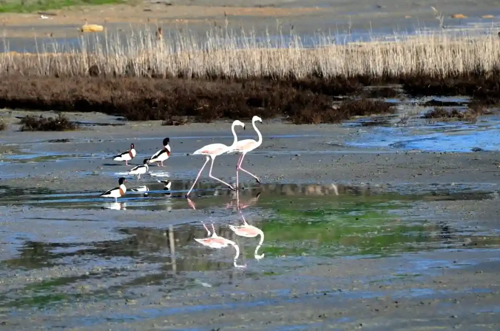 Рідкісні фламінго зупинилися на Куяльницькому лимані