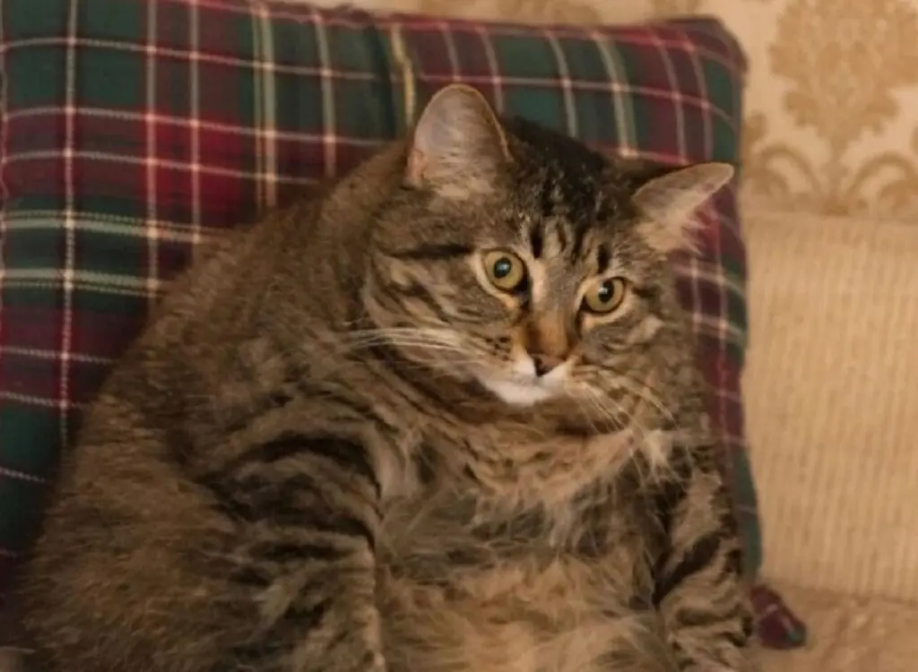 Веселий погляд на одеський Великдень: гумор і десерти