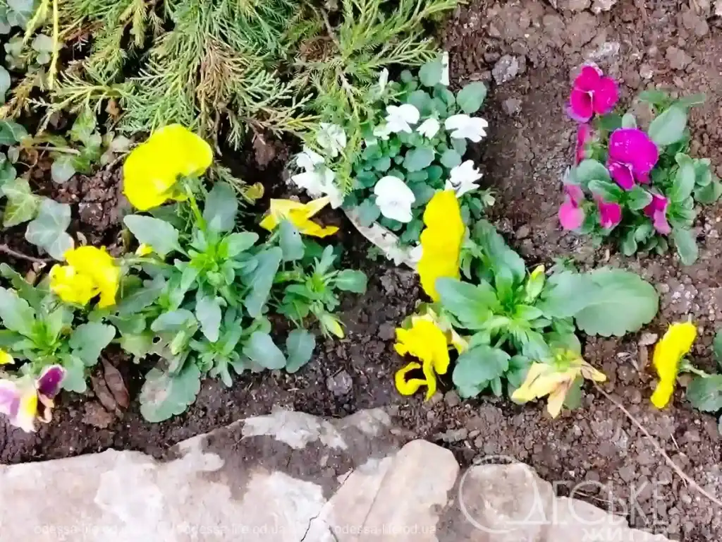 Весняний шепіт одеських клумб: квітневі враження