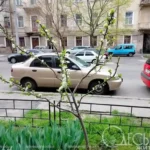 Весняне тепло наближається до Одеси, але можливі нічні заморозки