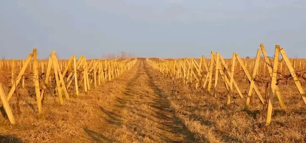 Дефіцит саджанців змушує виноробів Одещини звертатися до імпорту