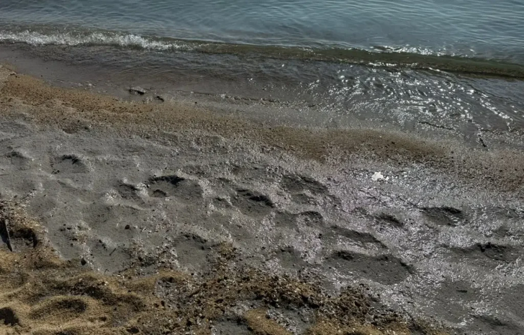 Забруднення на пляжі під Одесою: екологи досліджують ситуацію