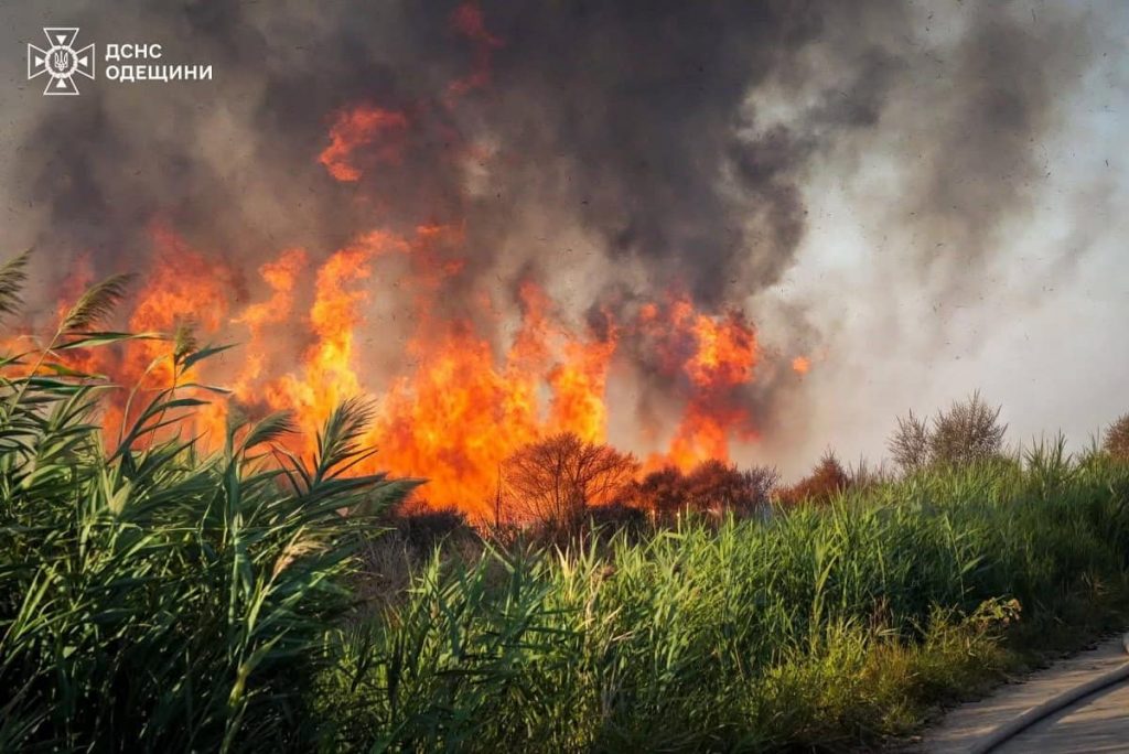 Пожежа в Рені: місто у попелі, тварини в небезпеці