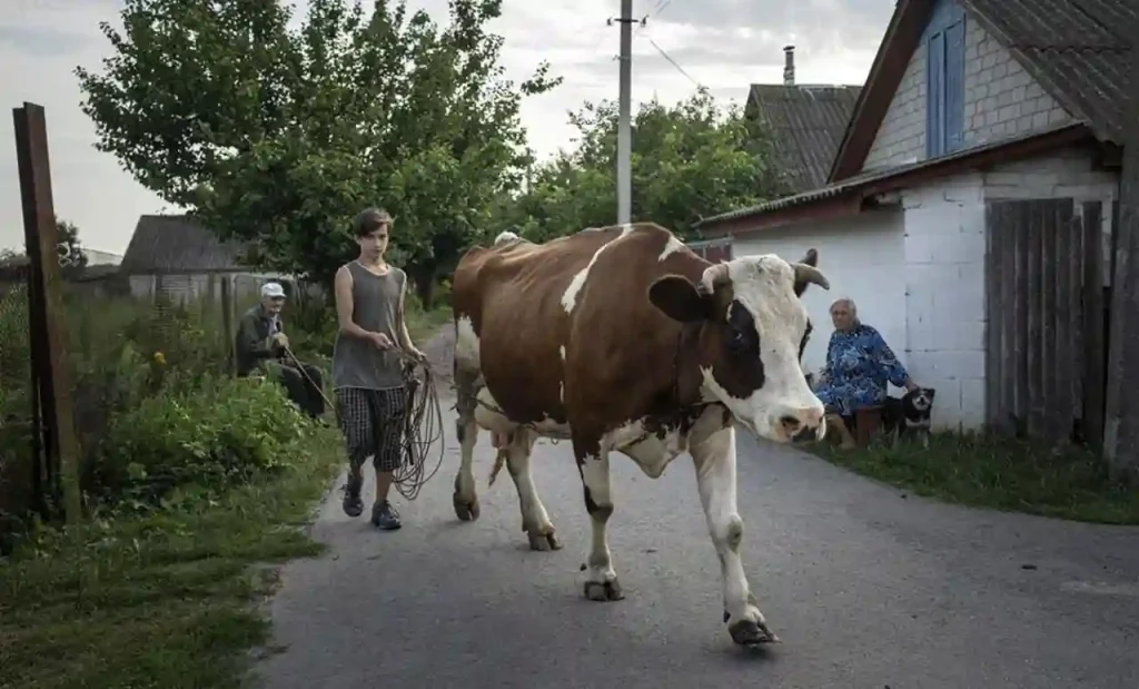 Чому тримання худоби на Одещині стало збитковим