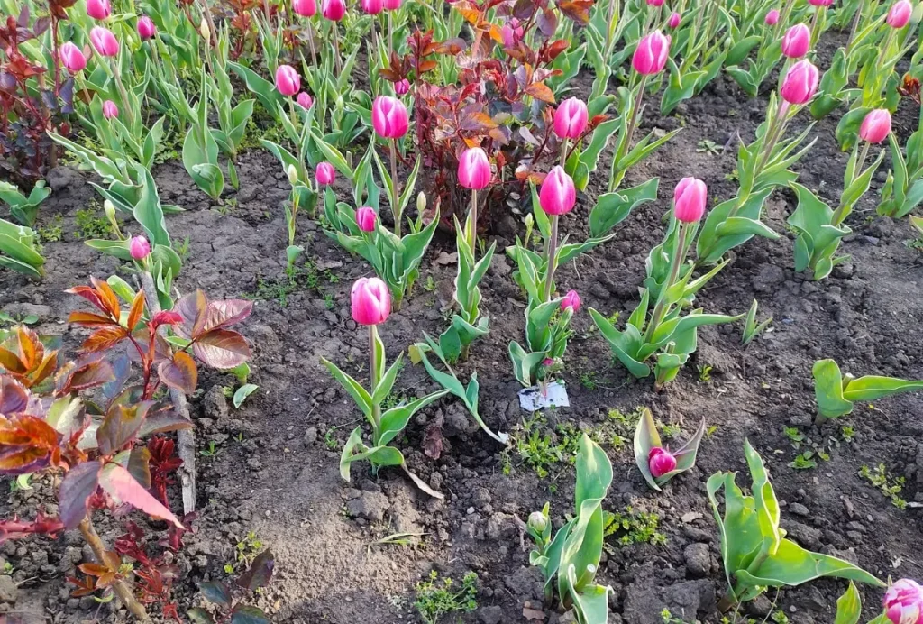 Вандали крадуть тюльпани з одеських скверів: подарунок з Нідерландів під загрозою