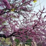 Заморозки до -5°С очікують Одесу в ніч на 14 квітня