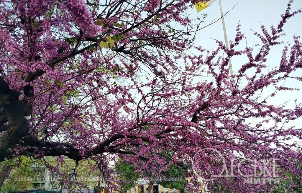 Заморозки до -5°С очікують Одесу в ніч на 14 квітня